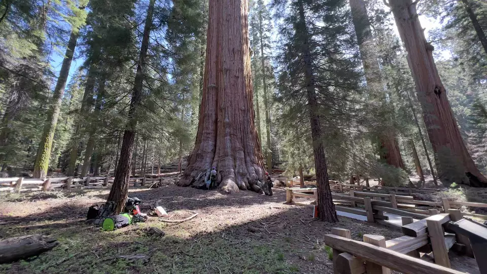 California’s General Sherman