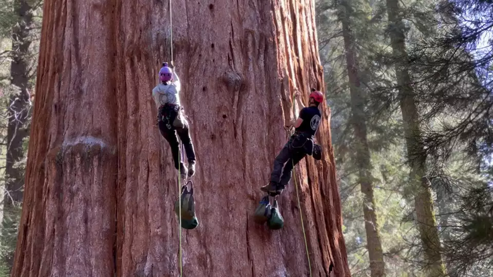 California’s General Sherman